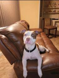 Lost Female Dog last seen Florida street, Taco Bell, behind oRiley’s, Sanford, FL 32773