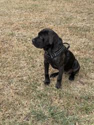 Reunited Female Dog last seen Brandon Rd curve backside, Conroe, TX 77302