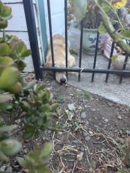 Reunited Male Dog last seen Between Delaware and Missouri Streets on Great Jones Street., Fairfield, CA 94533