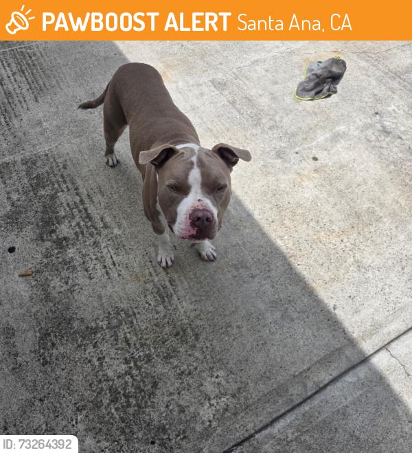 Found/Stray Male Dog last seen W Elder Ave and Shelby st, Santa Ana, CA 92704