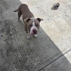 Found/Stray Male Dog last seen W Elder Ave and Shelby st, Santa Ana, CA 92704