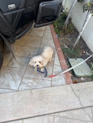 Found/Stray Female Dog last seen Capital, San Jose, CA 95121