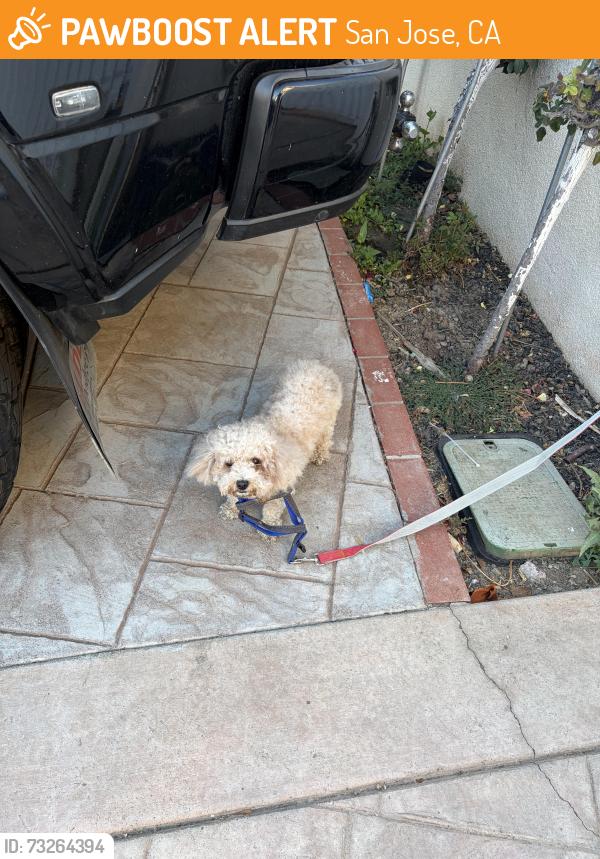 Found/Stray Female Dog last seen Capital, San Jose, CA 95121