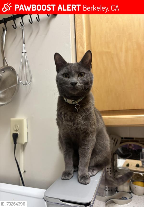 Lost Male Cat last seen College and Russel, Berkeley, CA 94705