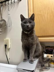 Lost Male Cat last seen College and Russel, Berkeley, CA 94705