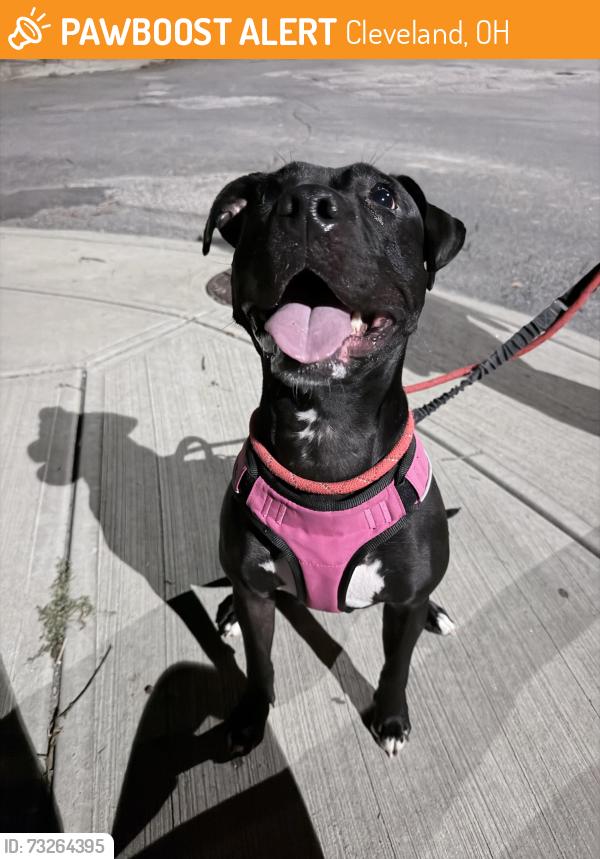 Found/Stray Female Dog last seen Flowers. Forrest city brewery, Cleveland, OH 44113