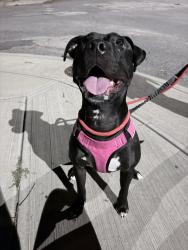 Found/Stray Female Dog last seen Flowers. Forrest city brewery, Cleveland, OH 44113