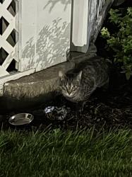 Found/Stray Unknown Cat last seen 56th St and 5th ave, Kenosha, WI 53140