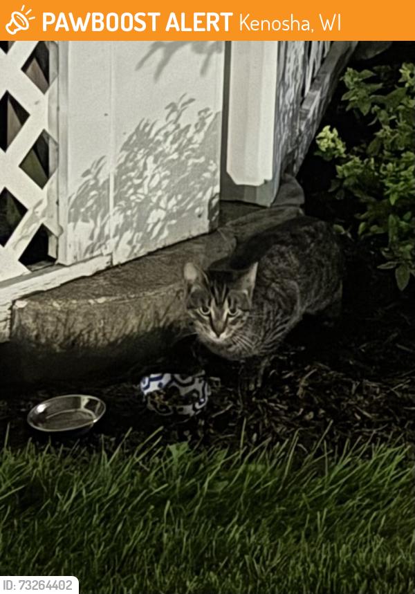 Found/Stray Unknown Cat last seen 56th St and 5th ave, Kenosha, WI 53140