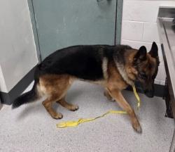 Shelter Stray Male Dog last seen Redwood Heights Elementary, Oakland, CA, 1101 29th Ave, Oakland, CA 94601, USA