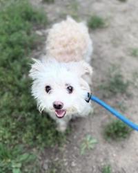 Shelter Stray Female Dog last seen Near Frederick ave, 21223, MD, 2490 Giles Rd, Baltimore, MD 21225, USA
