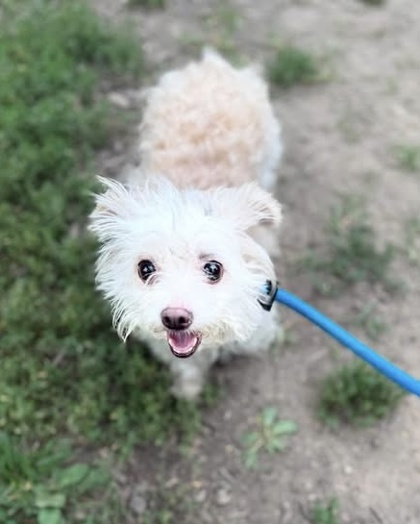 Shelter Stray Female Dog last seen Near Frederick ave, 21223, MD, 2490 Giles Rd, Baltimore, MD 21225, USA