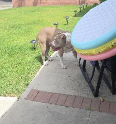 Found/Stray Male Dog last seen Elder ave & Shelby, Santa Ana, CA 92704