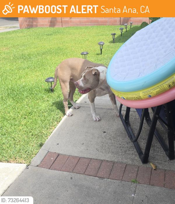 Found/Stray Male Dog last seen Elder ave & Shelby, Santa Ana, CA 92704