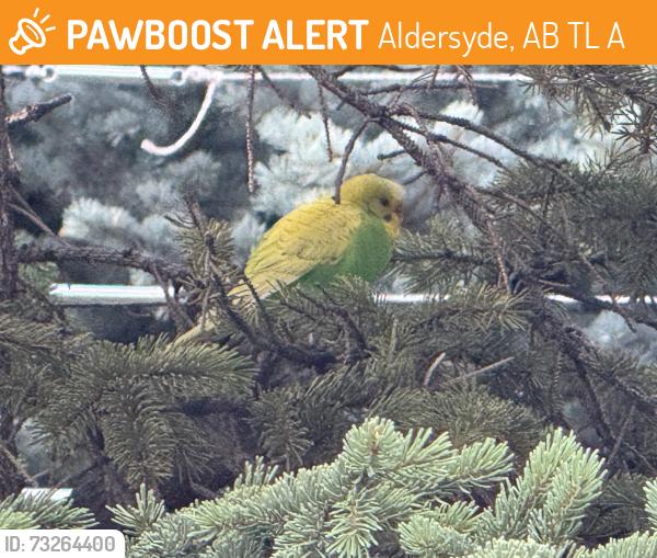 Found/Stray Unknown Bird last seen Near Cimarron ests Gate, Okotoks, AB, Aldersyde, AB T0L 0A0