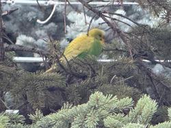 Found/Stray Unknown Bird last seen Near Cimarron ests Gate, Okotoks, AB, Aldersyde, AB T0L 0A0