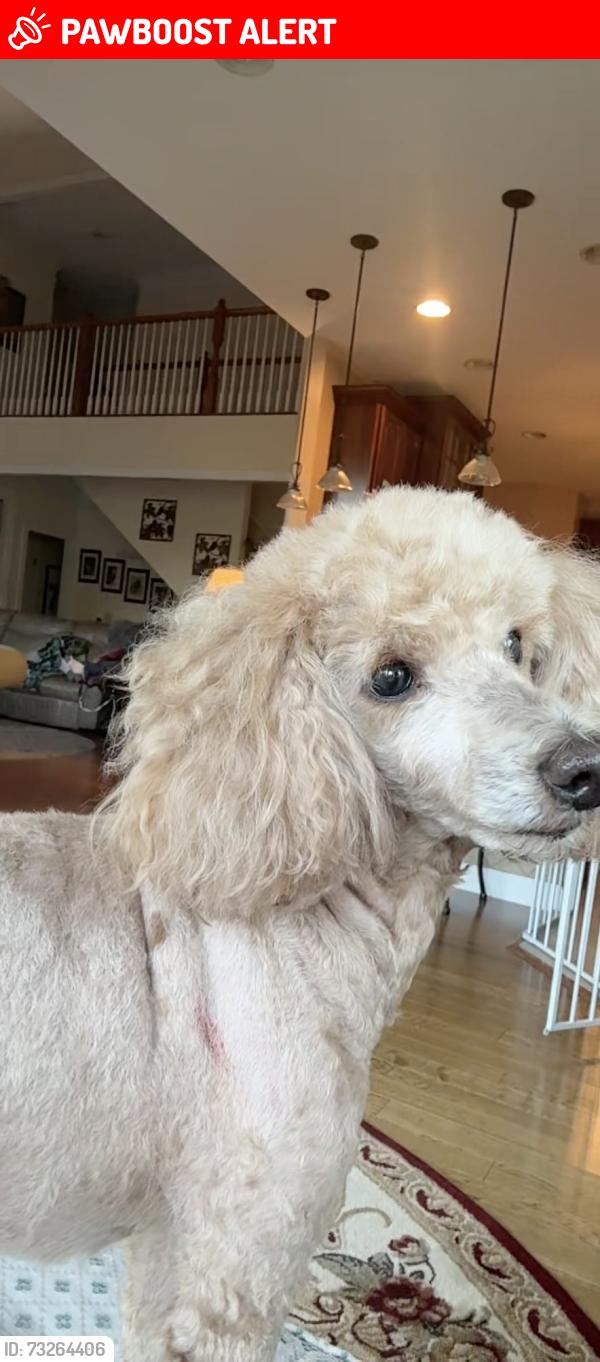 Lost Male Dog last seen Heathercroft drive, Cranberry Township, PA 16066