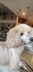 Lost Male Dog last seen Heathercroft drive, Cranberry Township, PA 16066