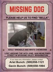 Lost Female Dog last seen North pines road, Spokane Valley, WA 99206