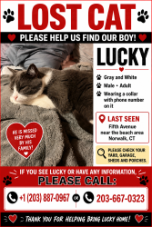 Reunited Male Cat last seen cove ave, Norwalk, CT 06855