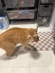 Reunited Male Cat last seen Jones Bridge Road and Hawkins Lane, Chevy Chase, MD 20815