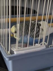 Found/Stray Male Bird last seen Christa McAuliffe skate park, Cameron Park, CA 95682