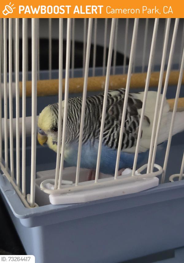 Found/Stray Male Bird last seen Christa McAuliffe skate park, Cameron Park, CA 95682