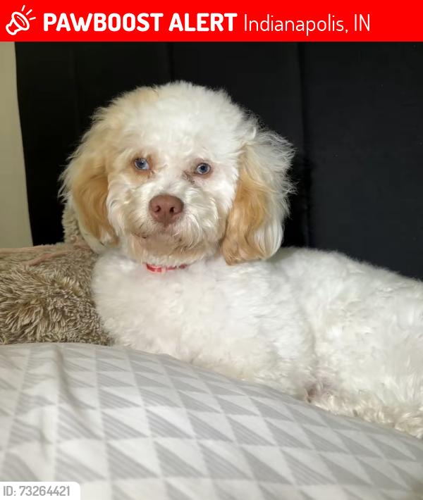 Lost Male Dog last seen By a pool, Indianapolis, IN 46219