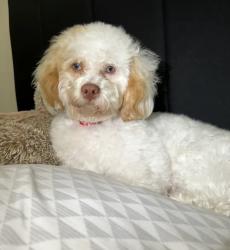 Lost Male Dog last seen By a pool, Indianapolis, IN 46219