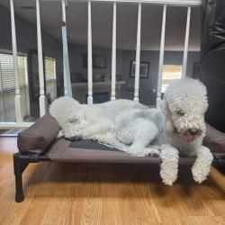 Reunited Male Dog last seen VCA Smoky Hill Animal hosp, Aurora, CO 80015