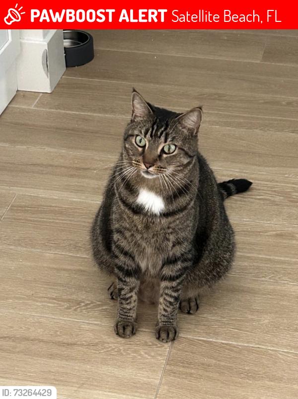 Lost Male Cat last seen Sherwood plaza car wash corner with south Patrick Ave, Satellite Beach, FL 32937