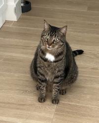 Lost Male Cat last seen Sherwood plaza car wash corner with south Patrick Ave, Satellite Beach, FL 32937