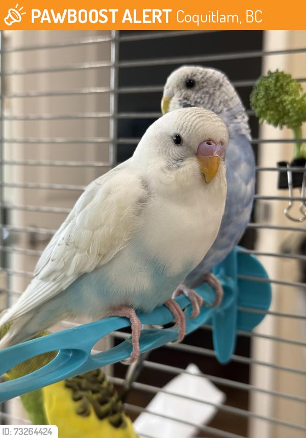 Found/Stray Unknown Bird last seen Coquitlam by North Road, Coquitlam, BC 