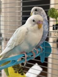 Found/Stray Unknown Bird last seen Coquitlam by North Road, Coquitlam, BC 