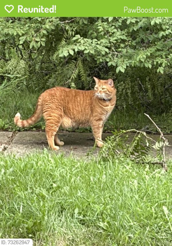 Reunited Unknown Cat last seen State and college, Batavia, IL 60510