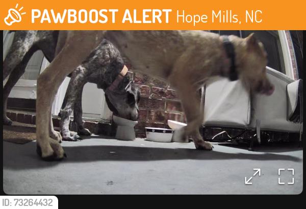 Found/Stray Female Dog last seen Streeter Dr. Hope Mills, NC, Hope Mills, NC 28348