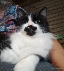 Lost Male Cat last seen E.Robinhood, E.Meadowbrook, Springhill, Bryant, AR 72022