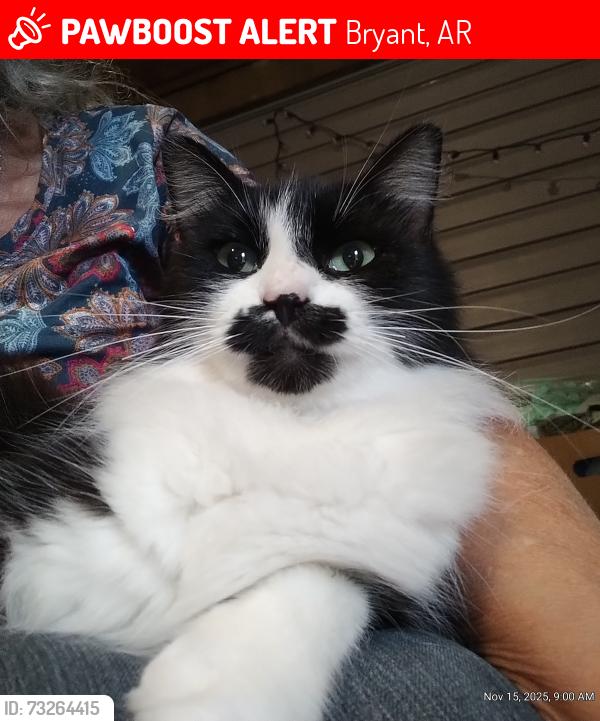 Lost Male Cat last seen E.Robinhood, E.Meadowbrook, Springhill, Bryant, AR 72022