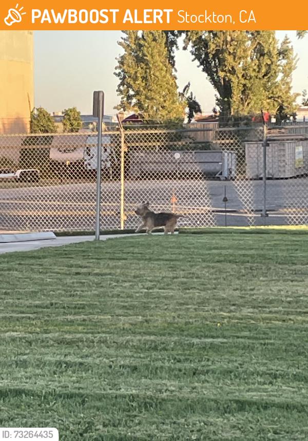 Found/Stray Unknown Dog last seen Sanguinetti & Alpine ave, Stockton, CA 95205