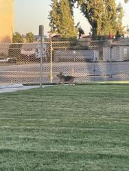 Found/Stray Unknown Dog last seen Sanguinetti & Alpine ave, Stockton, CA 95205