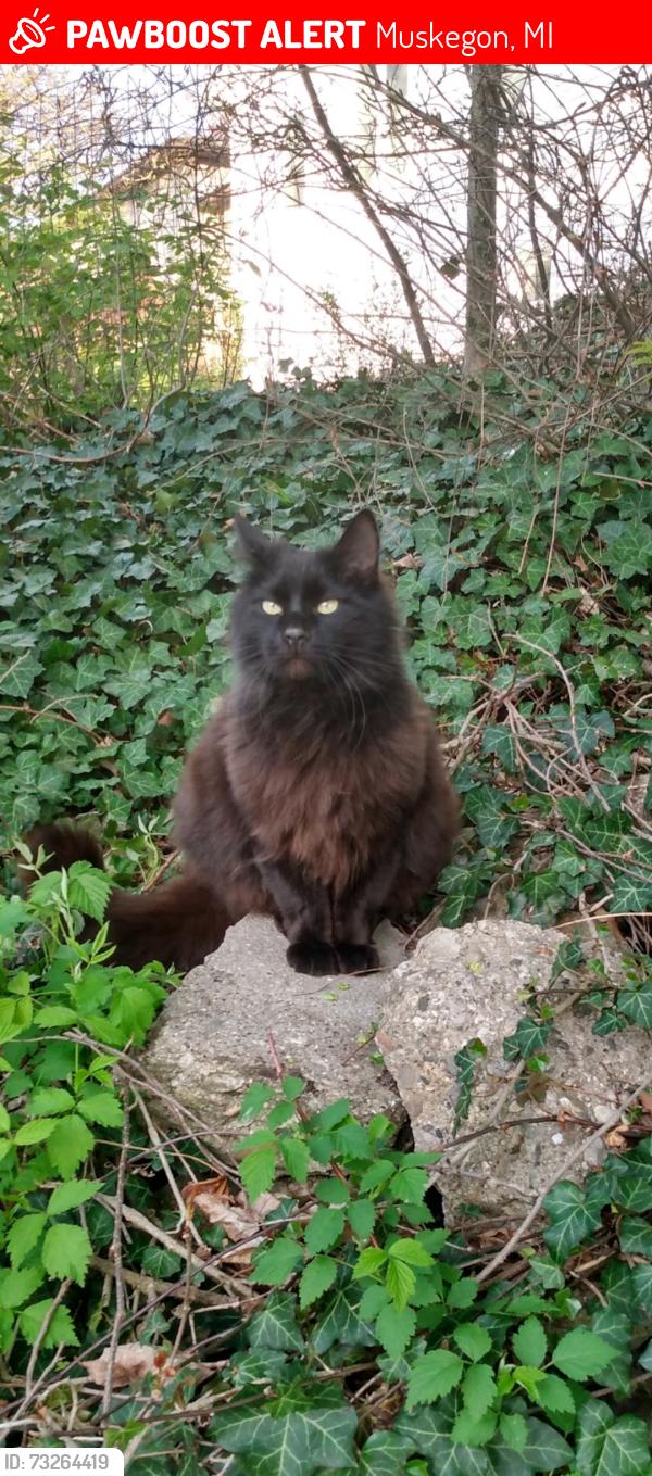 Lost Male Cat last seen Mann Street and Lakeshore Drive, Muskegon, MI 49441