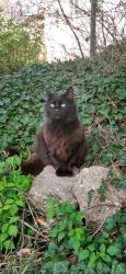 Lost Male Cat last seen Mann Street and Lakeshore Drive, Muskegon, MI 49441