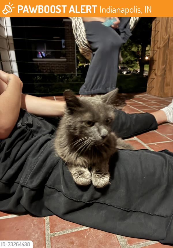 Found/Stray Unknown Cat last seen Windsor Park Amelia’s, Indianapolis, IN 46201