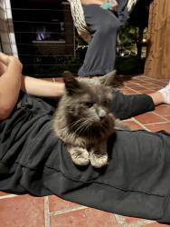 Found/Stray Unknown Cat last seen Windsor Park Amelia’s, Indianapolis, IN 46201