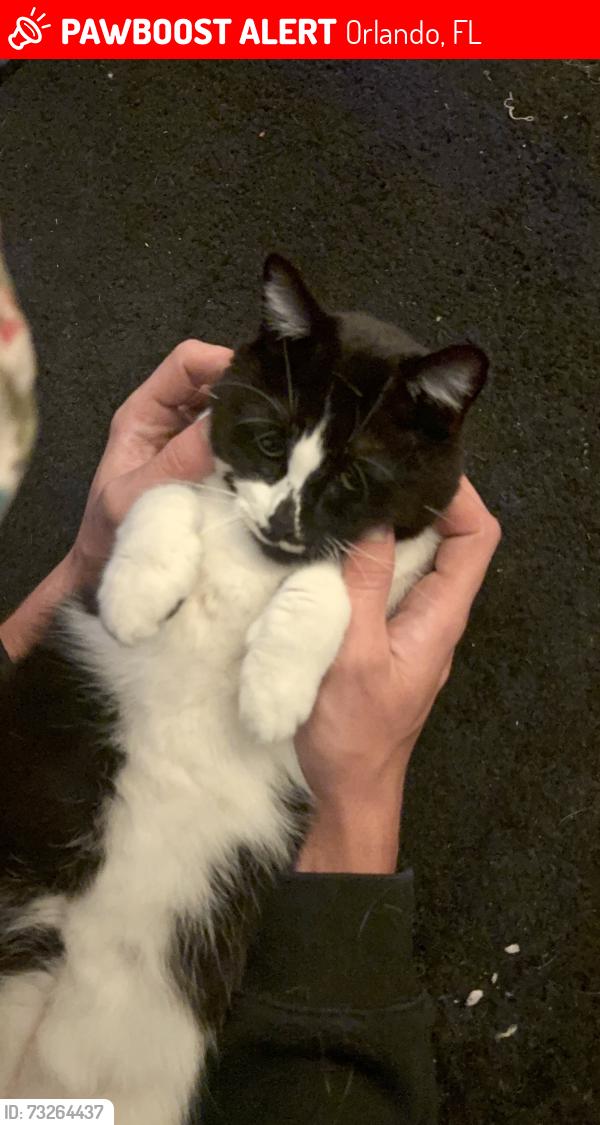 Lost Female Cat last seen Autozone semoran, Orlando, FL 32807
