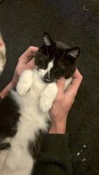 Lost Female Cat last seen Autozone semoran, Orlando, FL 32807