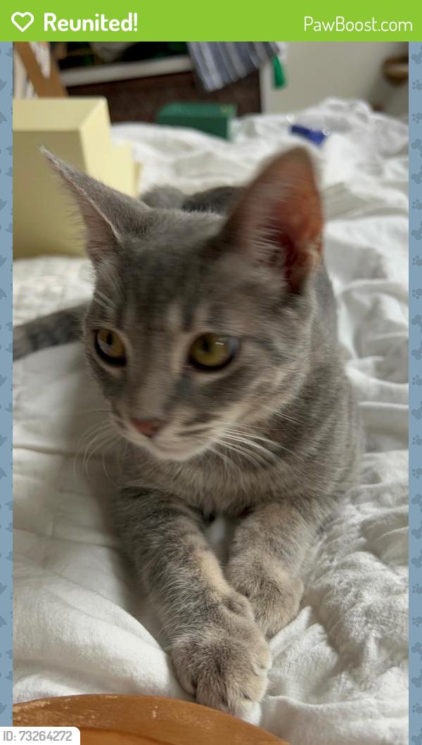 Reunited Male Cat last seen Teebird Lane, San Diego, CA 92123