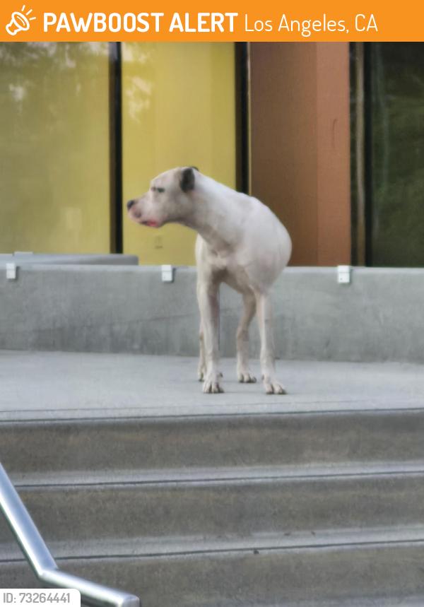 Found/Stray Unknown Dog last seen Segundo y central, Los Angeles, CA 90059