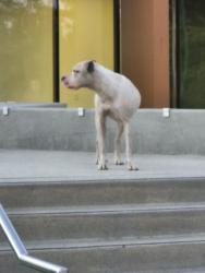 Found/Stray Unknown Dog last seen Segundo y central, Los Angeles, CA 90059