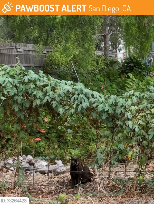 Found/Stray Unknown Cat last seen Fern St, at Elm St. Near the open space that cuts through to Grove St., San Diego, CA 92102